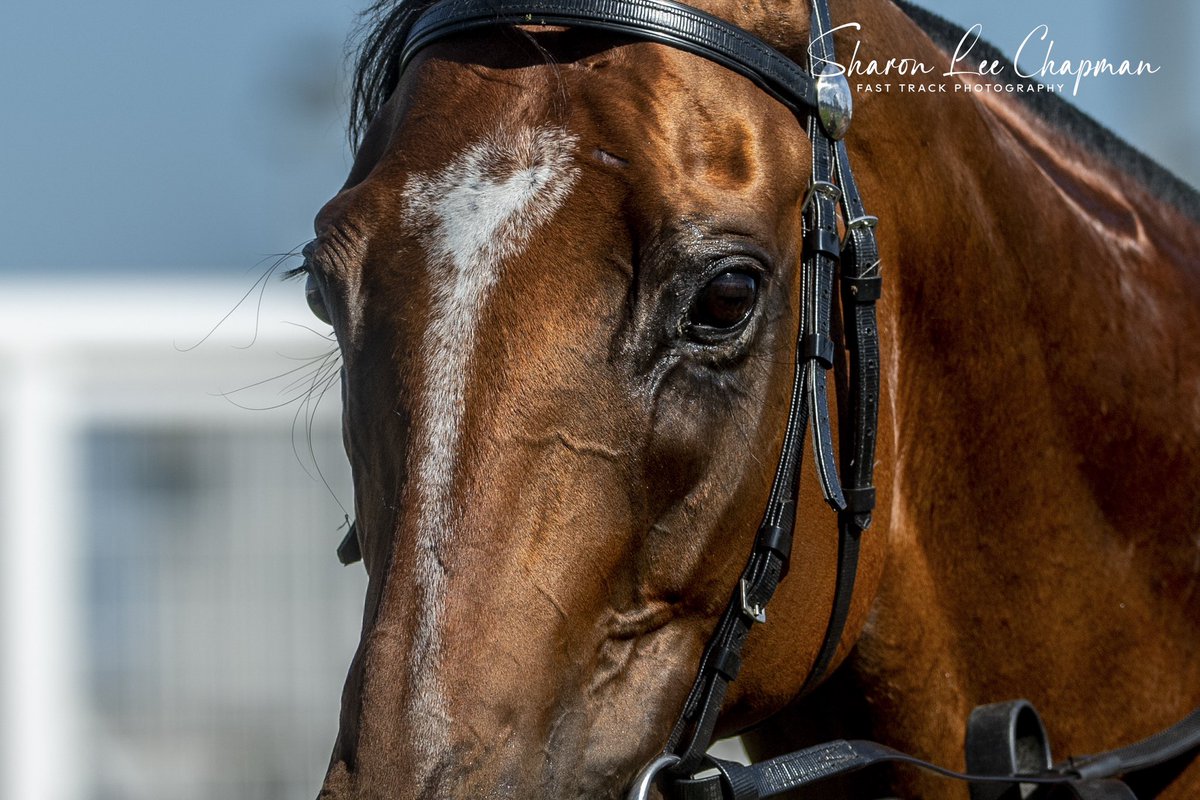 FastTrackPhotog's tweet image. Thinking of all the connections of The Inevitable after his tragic passing today. He may have been pint sized, but he had such a big heart, loved to race and was such a favourite in Tassie and around the country. RIP The Inevitable @TasracingAus @snowyclark