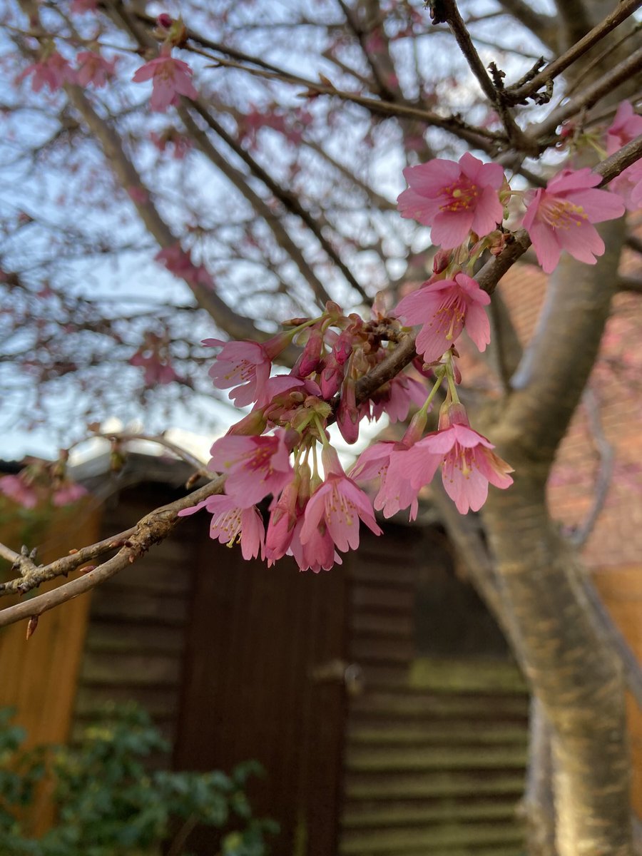 Walked around my (not so scary now) back garden yesterday, crocus, daffodils and my cherry tree in flower, the camellia buds are fat and ready to open. Grey and rainy again now so here’s one of yesterday’s photos to cheer us up.
