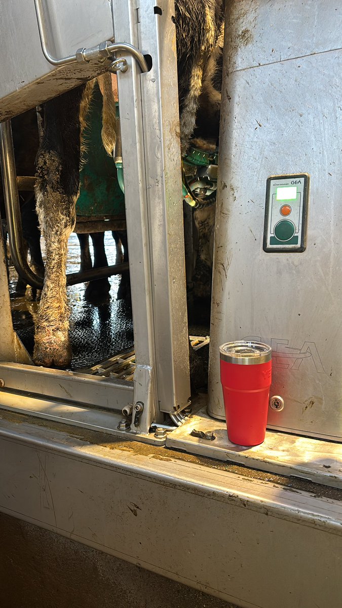 There is always the one heifer that tries your patience.  Thank god for coffee 🤣🤣🤣🐮🐮🐮