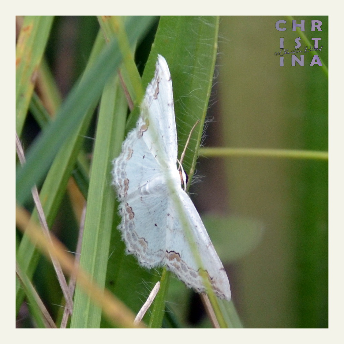 #KleurInDeNatuur dag 26 #Eierschaal 243 243 223. Je kunt de kleurstof maken met eierschaal van witte eieren..  Zie alt-tekst voor uitleg over de foto