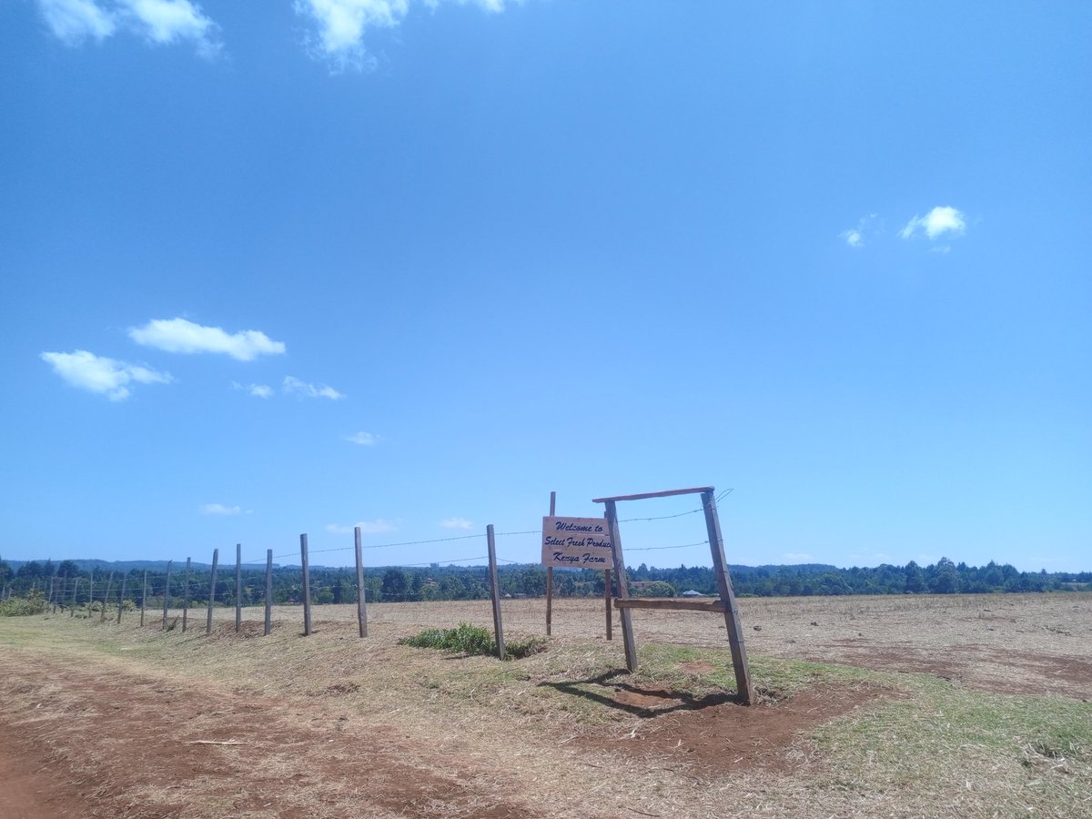 Ck🔥TrendKid (@balozjeuri) on Twitter photo A well Grabbed land by Governor <a href="/rotichwisley/">Wisley Rotich</a> and The area MCA. This farm is to be handed over to Select Fresh Company. What a corrupt county!!! Things will fall soon Mr GV <a href="/rotichwisley/">Wisley Rotich</a> A well Grabbed land by Governor <a href="/rotichwisley/">Wisley Rotich</a> and The area MCA. This farm is to be handed over to Select Fresh Company. What a corrupt county!!! Things will fall soon Mr GV <a href="/rotichwisley/">Wisley Rotich</a>