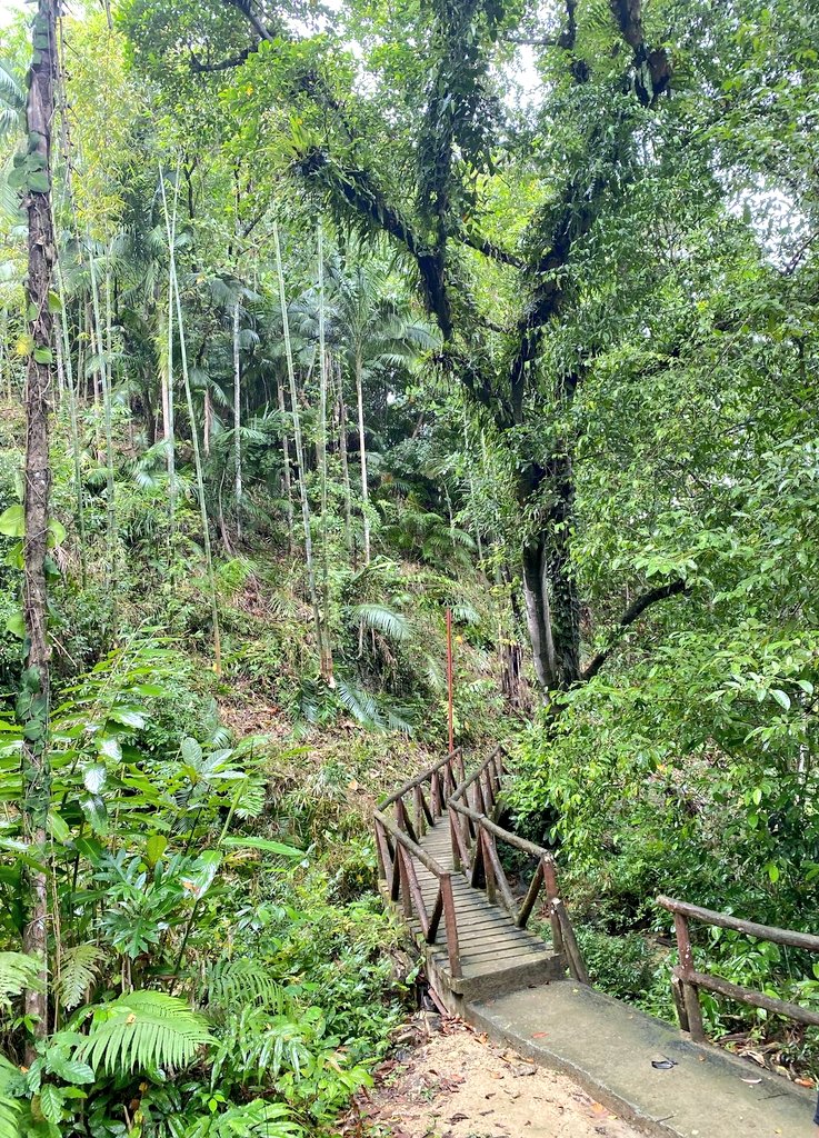 itsmonnique's tweet photo. Kawasan Falls 🏞️🌳 https://t.co/DCvA91vFHu