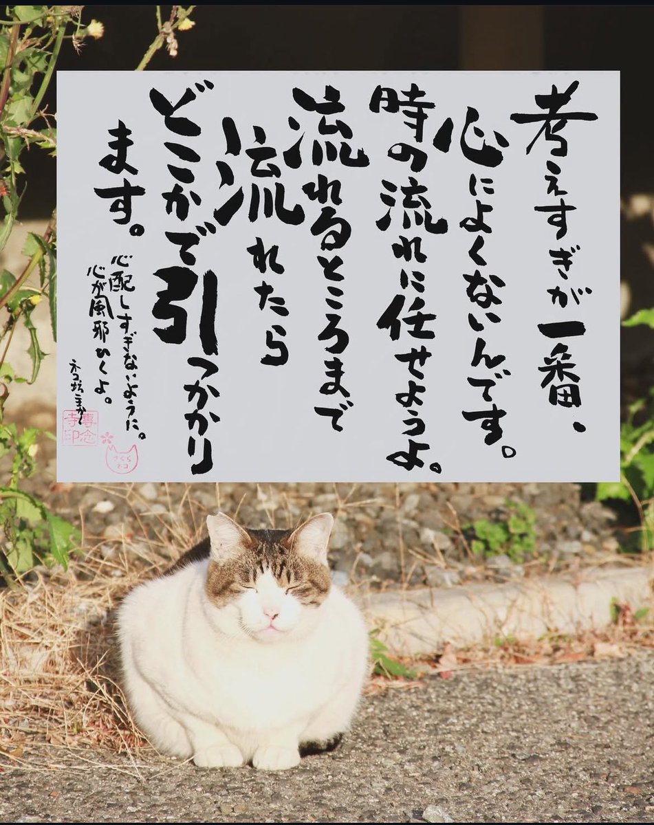yabumoto610's tweet photo. ネコさんから人間さんへ今日の一言 https://t.co/gJbd3uFxDs