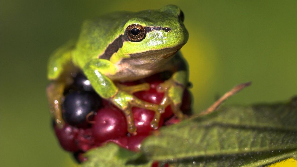 Auto’s delen viaduct met boomkikkers: een deel van een viaduct over de A58 wordt afgeschermd van de rijbaan en geschikt gemaakt als ecologische passage. Lees meer: brabant.nl/actueel/nieuws…