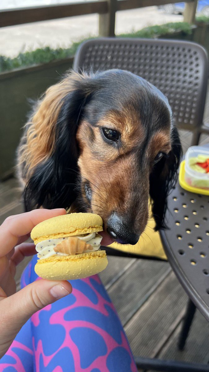 PAWPHECY's tweet photo. Cake for breakfast? Don’t mind if I do! 🧁📷      #PAWPHECY #EugeneDog #foodiepup #yumyum https://t.co/n6bMsjnSCY