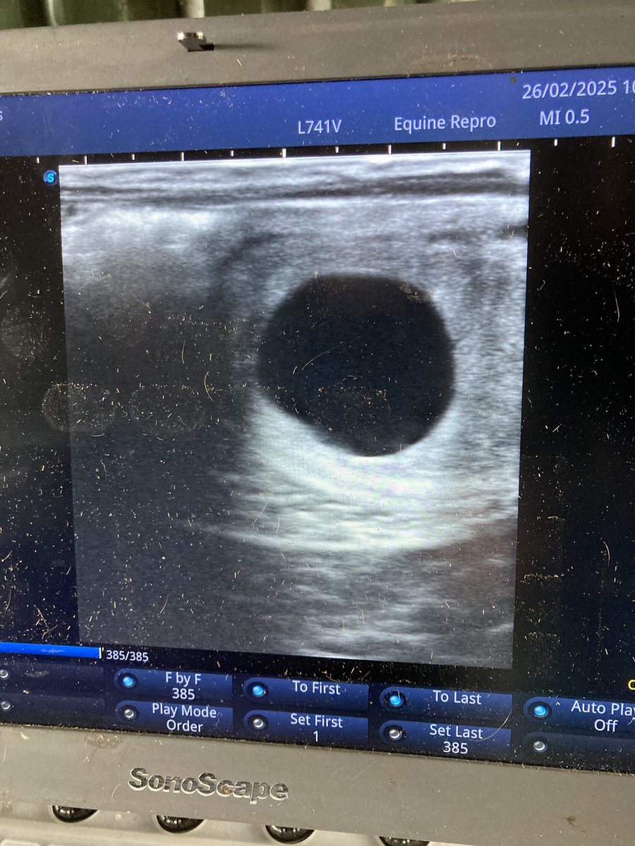 Up and running … our first 14 day pregnancy scan for the season for Ten Thousand Stars and <a href="/NatStudStallion/">The National Stud</a> #stradivarius