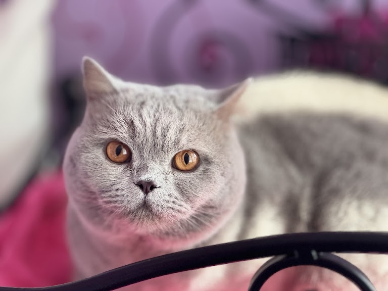 TheCatHotel's tweet image. "Wow - what a fantastic place for cats to go on holiday. Heated bedrooms, huge cat towers and fabulous garden views"

longcroftcathotel.co.uk/hotel/cattery-…