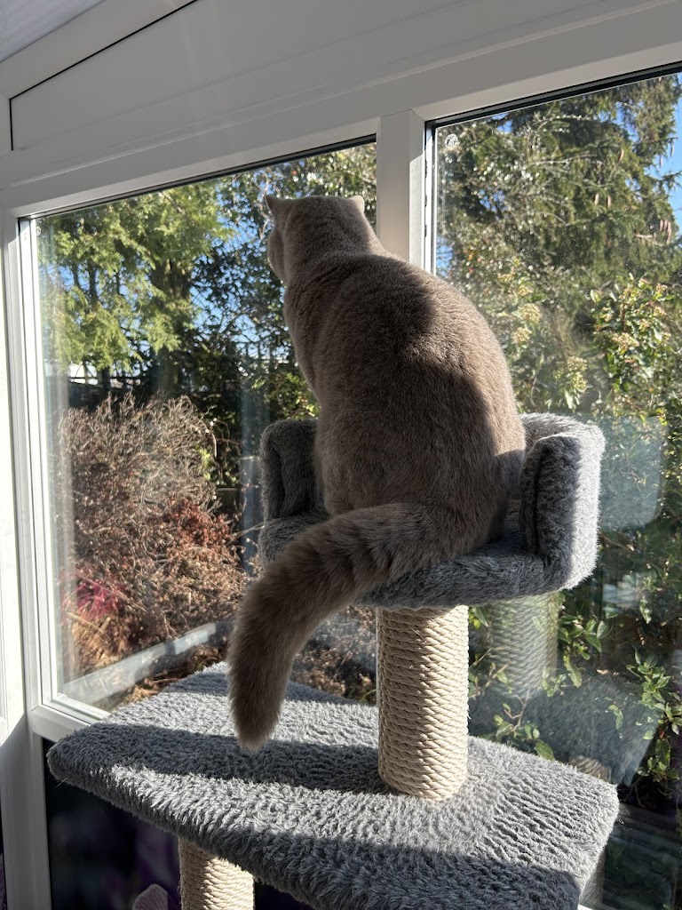 TheCatHotel's tweet image. "Wow - what a fantastic place for cats to go on holiday. Heated bedrooms, huge cat towers and fabulous garden views"

longcroftcathotel.co.uk/hotel/cattery-…