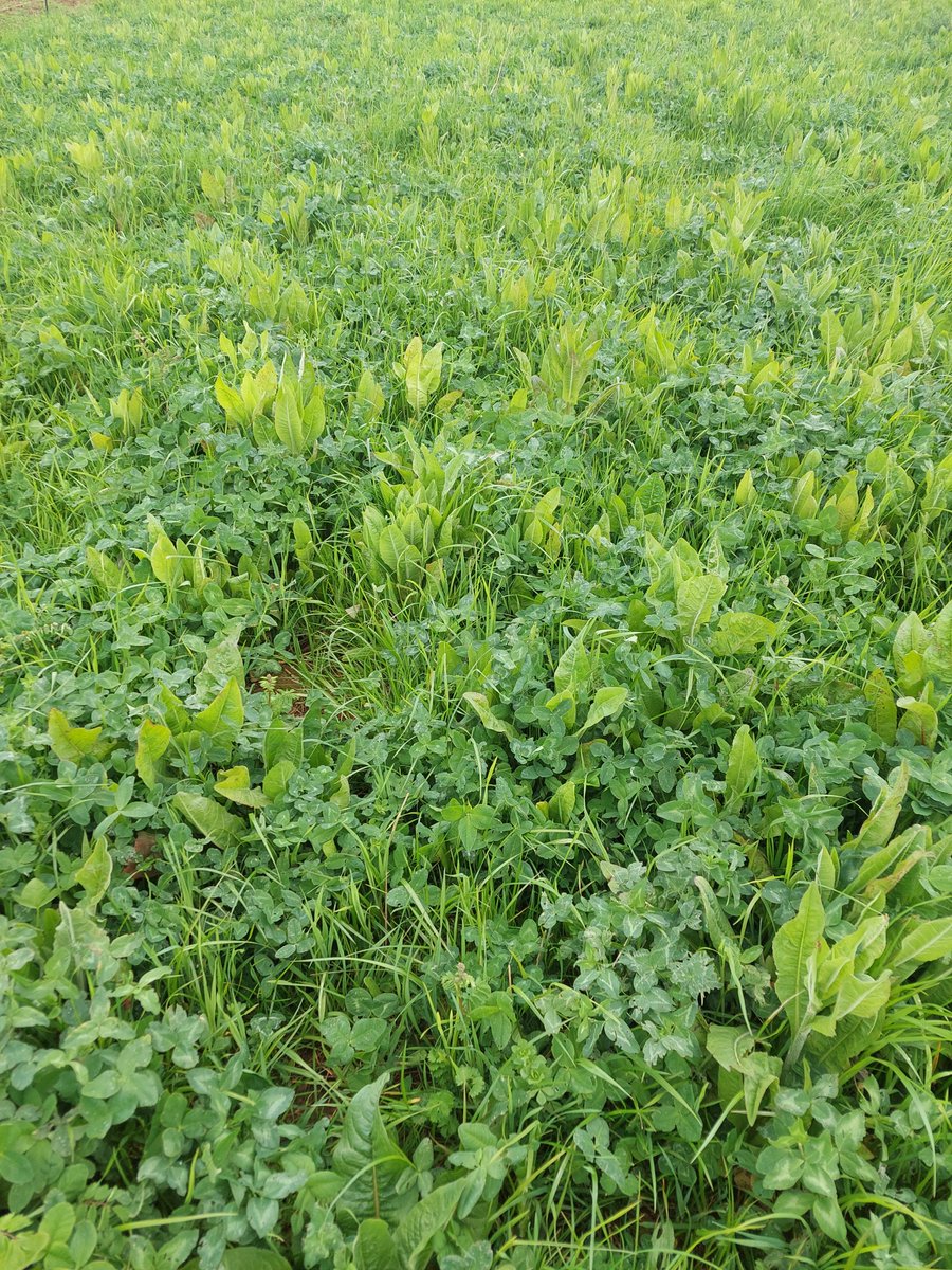 Dr Ruth Wade (@rnwade1) on Twitter photo Next #NorthernFarmingHub meeting - topic #HerbalLeys 12 March 9.30 - 12.00, UoLeeds farm Tadcaster. See you there! Register here niab.com/northern-farmi⦠<a href="/chapmanpippa/">Pippa Chapman</a> <a href="/YorksAgSoc/">Yorkshire Ag Society</a> <a href="/niabgroup/">Niab</a> Next #NorthernFarmingHub meeting - topic #HerbalLeys 12 March 9.30 - 12.00, UoLeeds farm Tadcaster. See you there! Register here niab.com/northern-farmi⦠<a href="/chapmanpippa/">Pippa Chapman</a> <a href="/YorksAgSoc/">Yorkshire Ag Society</a> <a href="/niabgroup/">Niab</a>