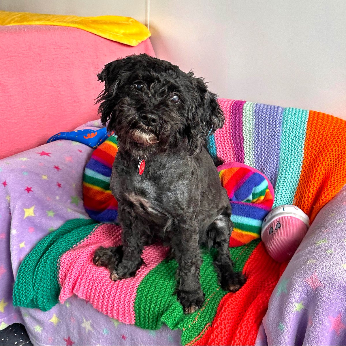 Dogs Trust 💛🐶 (@dogstrust) on Twitter photo At 11-years-old, Woody has spent 10 birthdays with us 💔 Whilst we enjoy his company, we'd love for his next birthday to be spent in a loving home 💛
Dubbed 'The UK’s Most Forgotten Dog', Shih Tzu cross Poodle Woody at <a href="/DT_Shoreham/">Dogs Trust Shoreham</a> hasn't lost hope 👉 bit.ly/41dDEQc At 11-years-old, Woody has spent 10 birthdays with us 💔 Whilst we enjoy his company, we'd love for his next birthday to be spent in a loving home 💛
Dubbed 'The UK’s Most Forgotten Dog', Shih Tzu cross Poodle Woody at <a href="/DT_Shoreham/">Dogs Trust Shoreham</a> hasn't lost hope 👉 bit.ly/41dDEQc