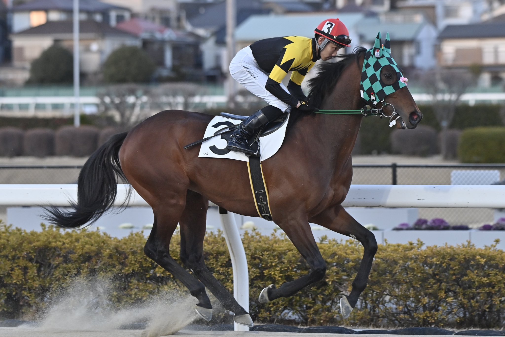 浦和競馬 on X: 浦和競馬 on X: