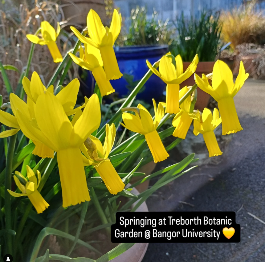 Environmental & Natural Sciences @ Bangor Univ. (@bangorsens) on Twitter photo Let in a little light 💛 Its coming! #spring Come and relax amongst the flowers <a href="/TreborthBG/">Treborth Botanic Garden</a> <a href="/BangorUni/">Bangor University</a> Let in a little light 💛 Its coming! #spring Come and relax amongst the flowers <a href="/TreborthBG/">Treborth Botanic Garden</a> <a href="/BangorUni/">Bangor University</a>