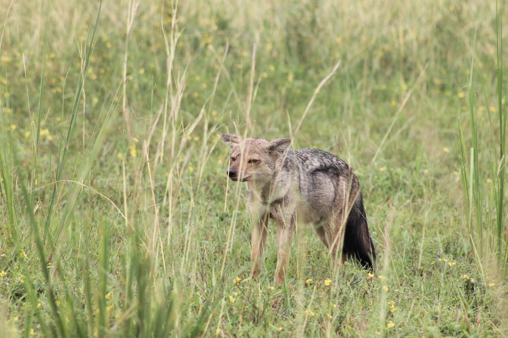 GorillaToursLtd's tweet photo. “🦊 The Silent Hunters of the Wild! 🌙✨
Often overlooked but truly fascinating, jackals are some of the most adaptable predators in Uganda’s wilderness! These clever canines are opportunistic hunters, feeding on everything from small mammals to insects and even scavenging leftovers from larger predators.
Did you know? Jackals are monogamous, meaning they mate for life! They also play a crucial role in maintaining the ecosystem by keeping prey populations in check. You can spot them in Queen Elizabeth National Park, Murchison Falls, and Kidepo Valley, where they roam the savannah under the moonlit sky.
Have you ever seen a jackal on safari? Share your experience below! 
#JackalChronicles #WildUganda #Nature’sHunters #ExploreUganda #GorillaToursExperience
………………………………………………………………….......
Address | Gorilla Tours Uganda| ✉ 29333 Kampala
☎ : +256 (392) 177992| 📱 +256 (777) 820071 | Emergency: +256 (772) 370263 | WhatsApp: +256 (701) 453031 📧 gorilla@gorillatours.com | 🌐https://t.co/AKNnaB2rke 🌐https://t.co/2tMaqHDTeb | 🌐https://t.co/bUJL2rUdJB