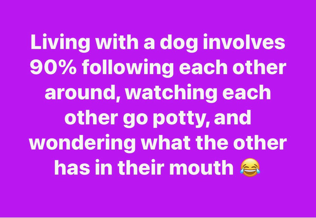 ShannynSelman's tweet image. LMAO! This is so true😂
#LifeWithADog