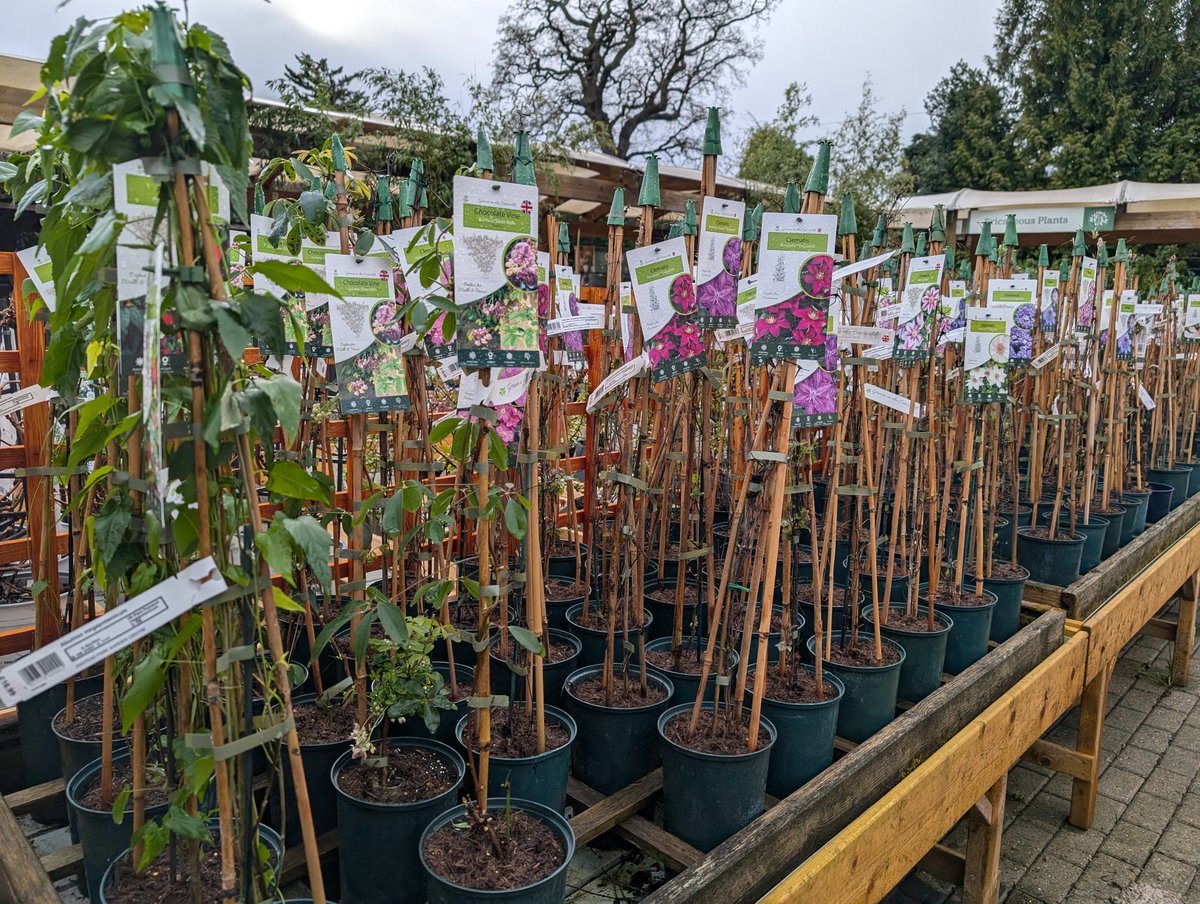 Cover a fence or garden wall with a clematis or other climber, lots and lots of choice in stock right now.
#verticalgardening #gardenwallcover #climbingplants