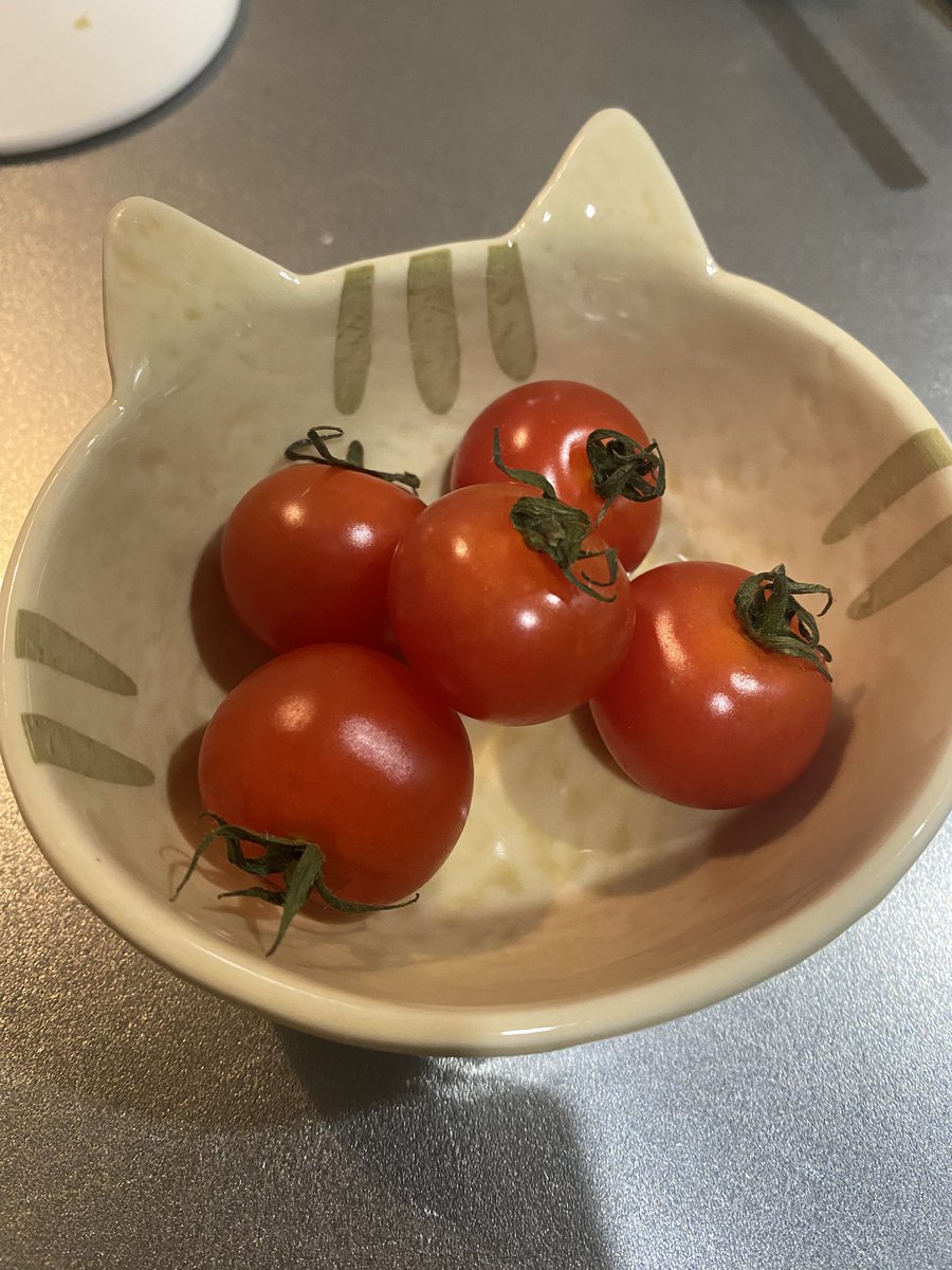 100均で買ったこのお皿が可愛すぎる😻
#猫好きさんと繋がりたい𓏲𓎨 #保護猫 #黒猫 #無言フォロー大歓迎