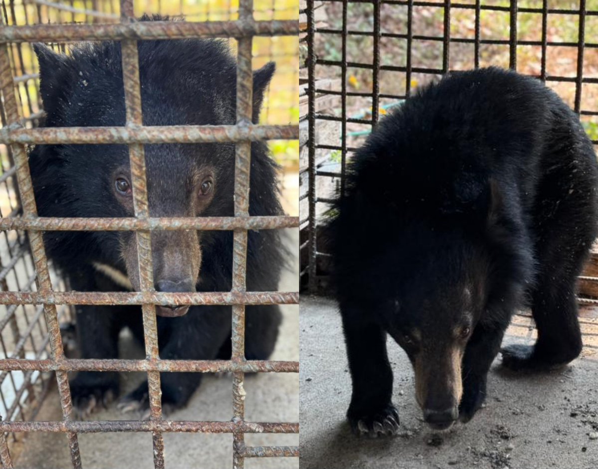 After a record 34 bears rescued in 2024, it looks like we might already have our 2nd rescue of 2025. We've learnt of 2 moon bear cubs caged in central Laos. Investigations are underway, we hope to rescue them asap. Thank you for caring
freethebears.org/pages/moon-bea…