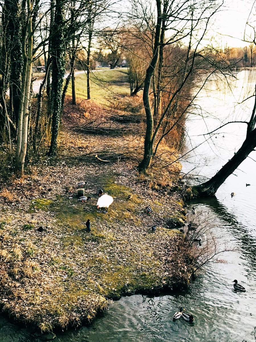 UK250463's tweet photo. Looking For Food
#Birds #life #ViewFromBridge #landscapes #Streetphotography https://t.co/Iip1zEO3St