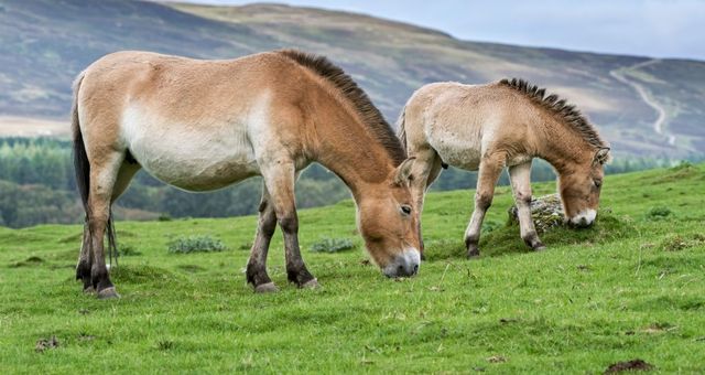 Où peut-on encore trouver des #chevaux sauvages ? 
radiofrance.fr/franceinter/po…