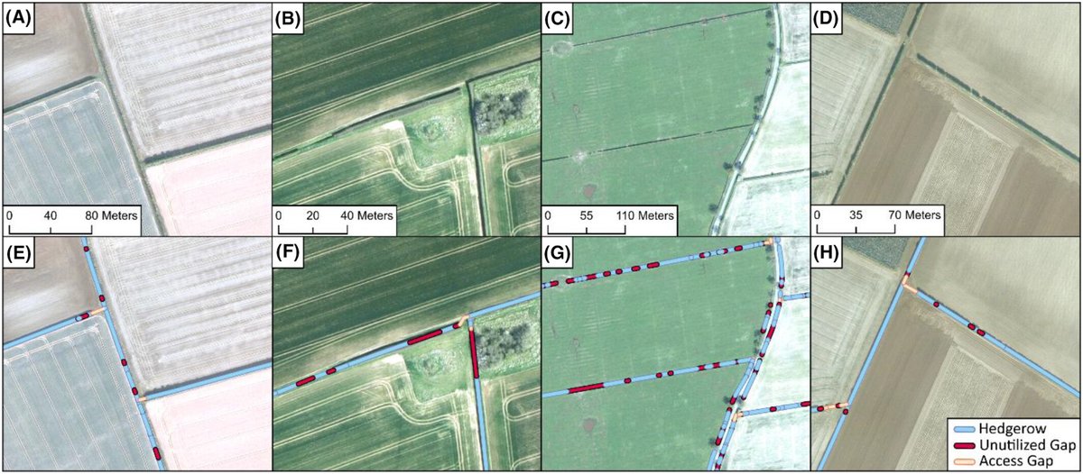Remote Sensing in Ecology & Conservation (@rsecjournal) on Twitter photo Identifying hedgerow gaps using deep learning reveals potential opportunities for new planting schemes.
Read the new paper by <a href="/josh_NFM/">Josh Wolstenholme</a> et al here:
…lpublications.onlinelibrary.wiley.com/doi/full/10.10… Identifying hedgerow gaps using deep learning reveals potential opportunities for new planting schemes.
Read the new paper by <a href="/josh_NFM/">Josh Wolstenholme</a> et al here:
…lpublications.onlinelibrary.wiley.com/doi/full/10.10…
