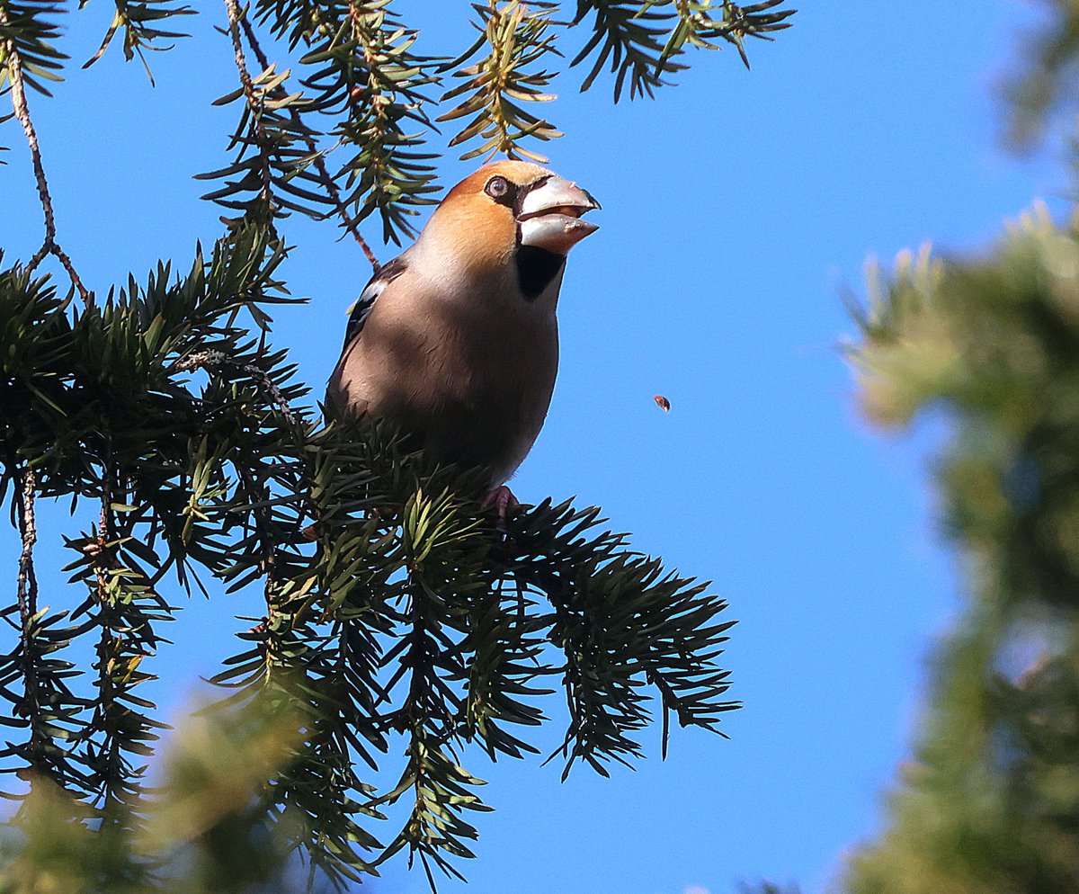 Ian Conn tweet media