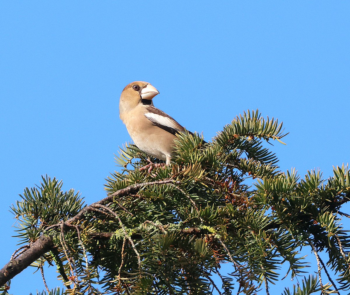 Ian Conn tweet media