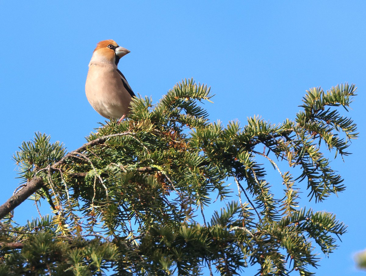 Ian Conn tweet media