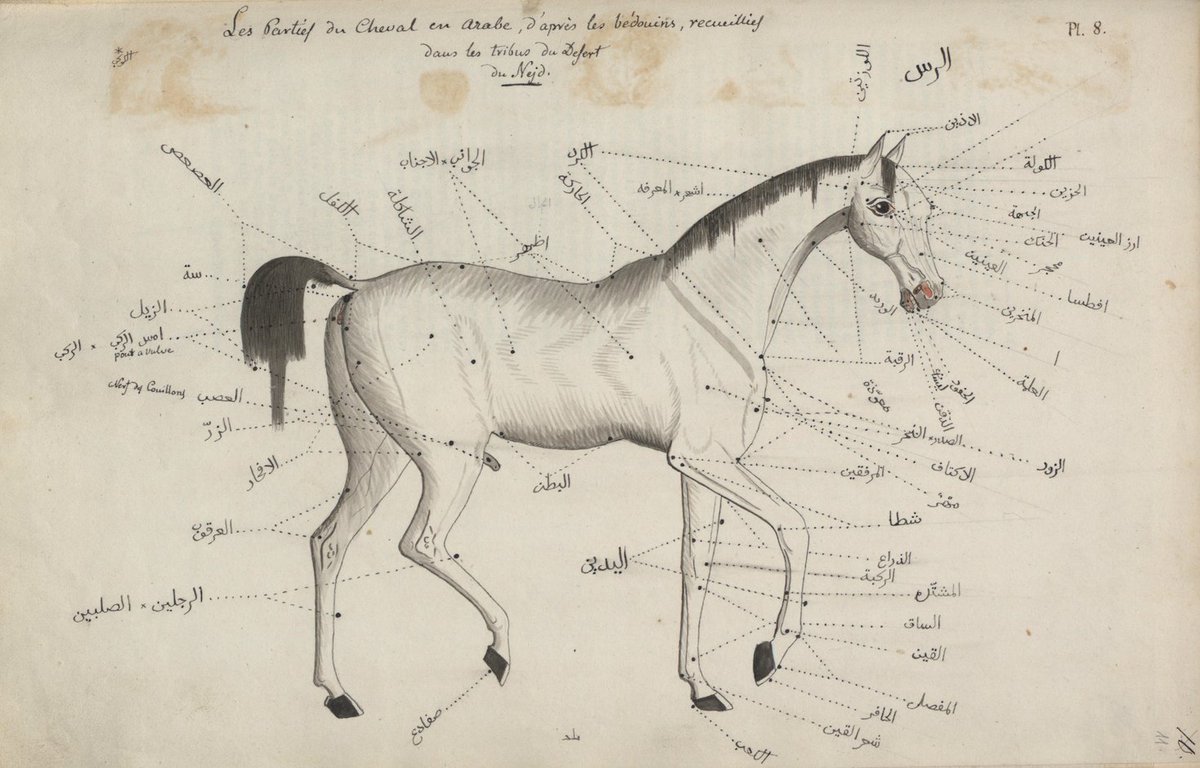 في عام 1817م، قرر المغامر والشاعر البولندي فاكلاف جفوسكي أن يسلك طريقًا غير مألوف إلى الجزيرة العربية، مدفوعًا بشغف اكتشاف الخيول العربية الأصيلة ونقلها إلى أوروبا. لكنه لم يكن مجرد رحالة يبحث عن سلالات نادرة، بل كان مؤرخًا لحياة البادية، وراصدًا دقيقًا لثقافتهم، ولغتهم،