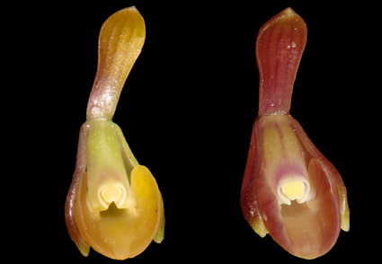 Epidendrum rasmussenii (#Orchidaceae: Laeliinae), a #newspecies from the Sierra Nevada de Santa Marta, #Colombia 
phytotaxa.mapress.com/pt/article/vie… 
#Taxonomy