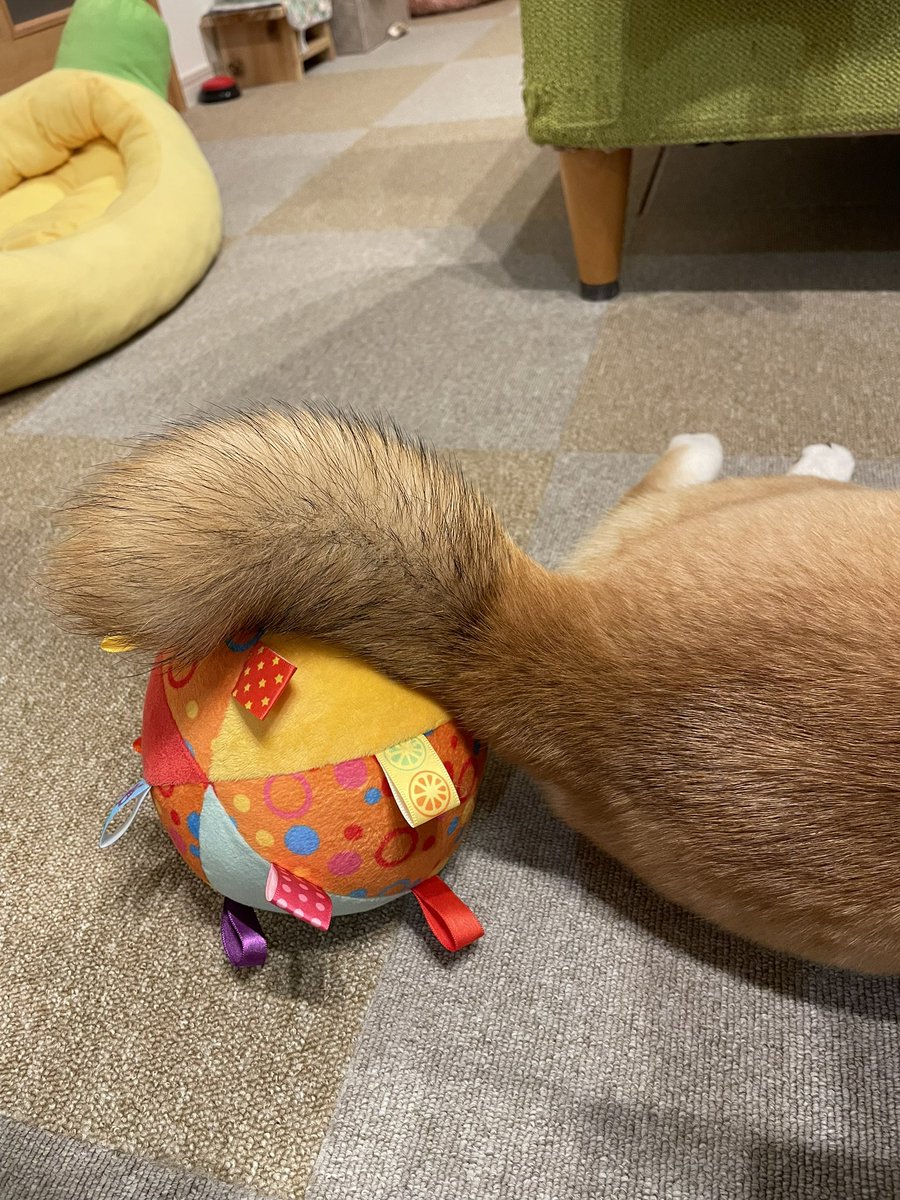 りんちゃんのしっぽ置き🏀

#柴犬大好き #柴犬がいる暮らし　#柴犬 #柴犬のいる幸せ #柴犬のいる生活　#柴との暮らし  #柴犬との暮らし #リンパン　
#柴犬が好きすぎるで使っていいよ