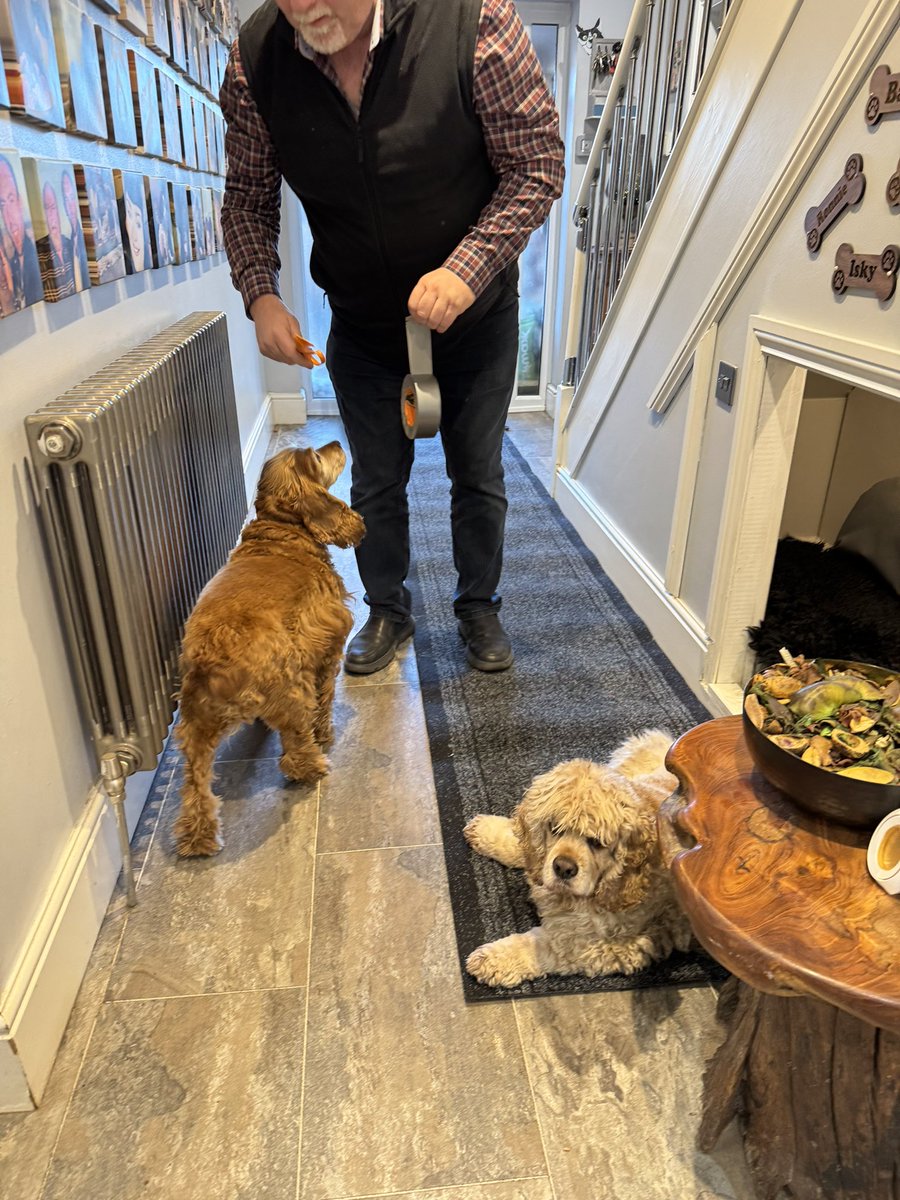 SpanielsSuper's tweet photo. Mum &amp; dad are replacing the non-slip runner in the hallway by Ronnie’s house 
We’re helping 👍
We’re wonderful helpers 🌟🌟
They couldn’t manage without us #Indispensible 
What do you mean #Hindering? #Rood https://t.co/BHWQjvaaix
