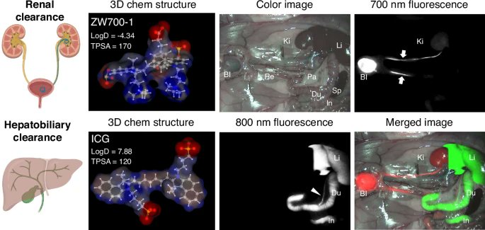 LightSciAppl's tweet image. #LSA_Highlight: [News &amp;amp; Views] Next generation drug clearance insights: real-time tracking in hepatobiliary and renal systems. @MassGeneralNews @harvardmed @i_hanyang #Lasers, LEDs_and_light_sources #Optical_materials_and_structures
nature.com/articles/s4137…