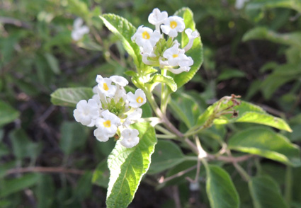 Lantana calcicola: a new and threatened Verbenaceae species from Lajedão, a limestone outcrop in northern Minas Gerais state, #Brazil 
phytotaxa.mapress.com/pt/article/vie… 
#Taxonomy