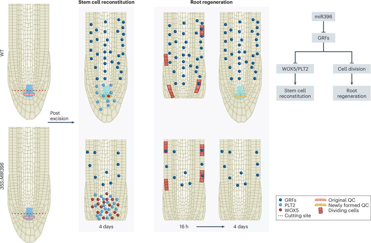New Article: "MicroRNA control of stem cell reconstitution and growth in root regeneration" rdcu.be/ebl2O

With News &amp; Views: "A microRNA defines root regeneration" rdcu.be/ebl21