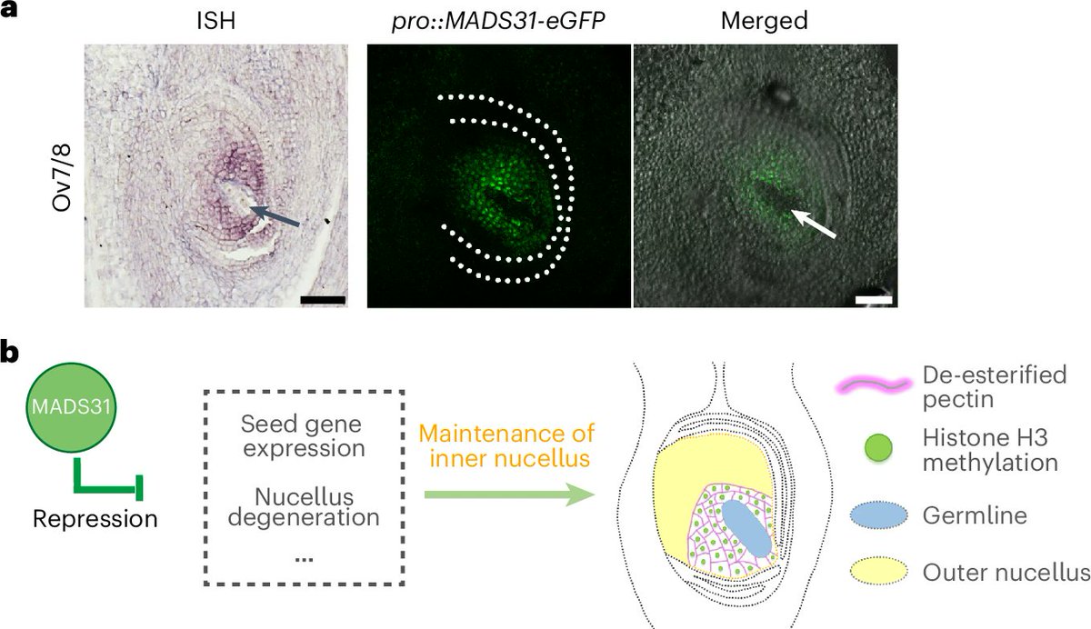 Nature Plants (@natureplants) on Twitter photo New OA Article: "MADS31 supports female germline development by repressing the post-fertilization programme in cereal ovules" rdcu.be/ebl0M
With Research Briefing: "MADS31 coordinates germline development in cereal ovules" rdcu.be/ebl1T New OA Article: "MADS31 supports female germline development by repressing the post-fertilization programme in cereal ovules" rdcu.be/ebl0M
With Research Briefing: "MADS31 coordinates germline development in cereal ovules" rdcu.be/ebl1T