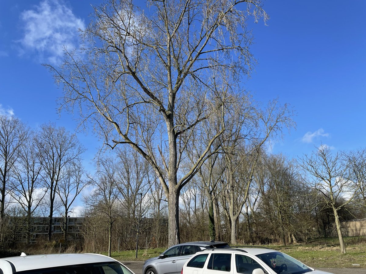 speaker_aad's tweet image. Even fact-checken of de melding van @Dokajunk over de roeken juist is. Ik zie ze op dit moment niet!