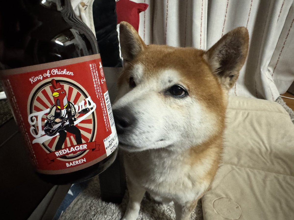 sibazoumaru0614's tweet photo. さて
一本付けますか🍻
オブチキで若どり
食べ鶏ます🐔
#ベアレン
#kingofchicken
#redlager
#オブチキレッド
#浄法寺のねこ
#nyanbubijin
#結カフェ
#奥中山高原
#高橋の若どり https://t.co/FSpOP6LuHx