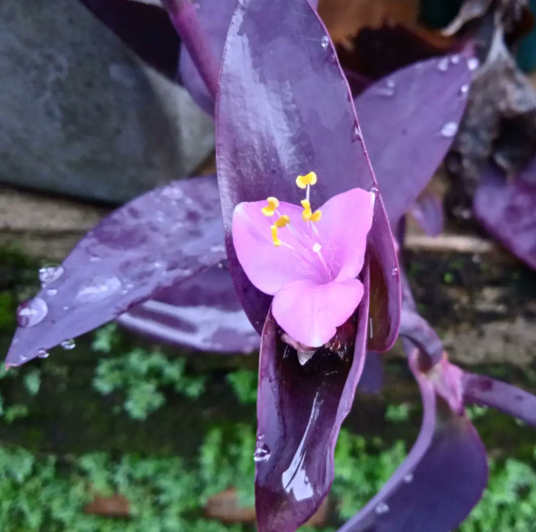 <a href="/penoentertain/">peno-Entertain</a>