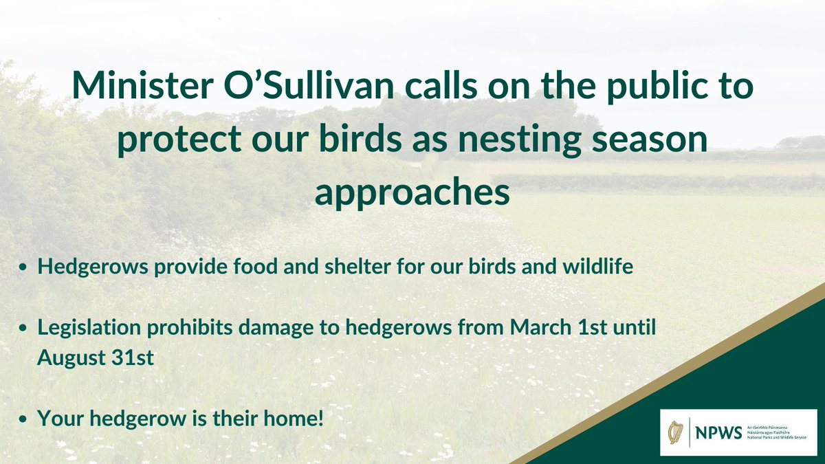 National Parks and Wildlife Service (@npwsireland) on Twitter photo 📢 Nesting season is a critical time for birds and wildlife as they prepare to breed.
"By protecting our hedgerows, you can ensure that our most precious birds and wildlife are protected at a time when they are most vulnerable." <a href="/COSullivanTD/">Christopher O’Sullivan TD</a> 📢 Nesting season is a critical time for birds and wildlife as they prepare to breed.
"By protecting our hedgerows, you can ensure that our most precious birds and wildlife are protected at a time when they are most vulnerable." <a href="/COSullivanTD/">Christopher O’Sullivan TD</a>