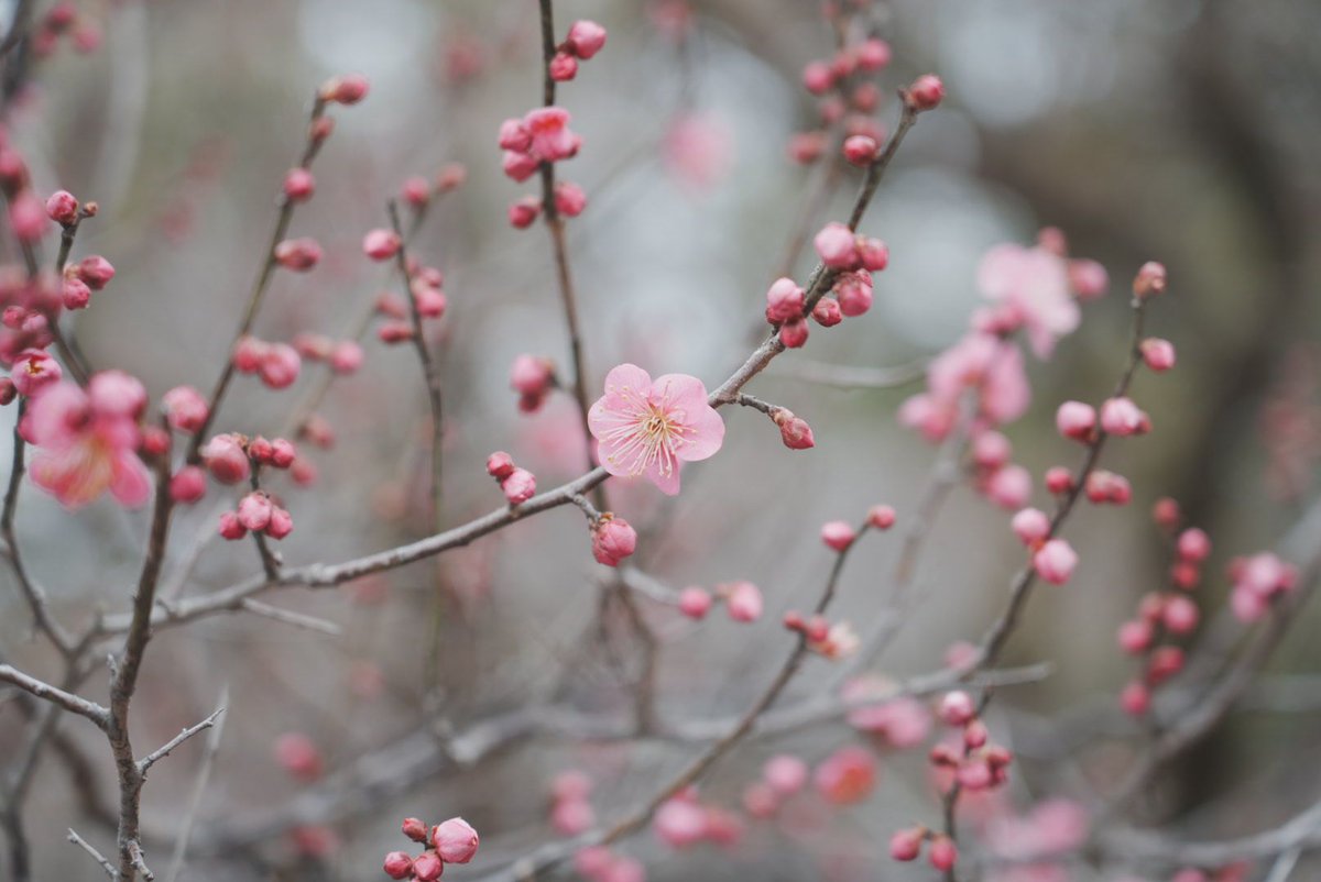 あと少し
#Photography #写真 #snapshots #キリトリセカイ #ファインダー越しの私の世界