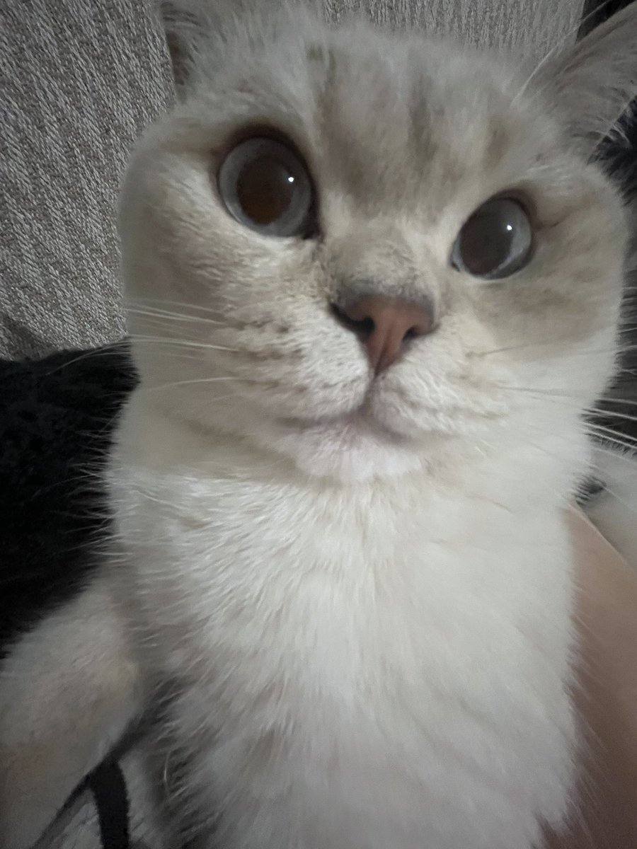 vesikalik sayilir mi