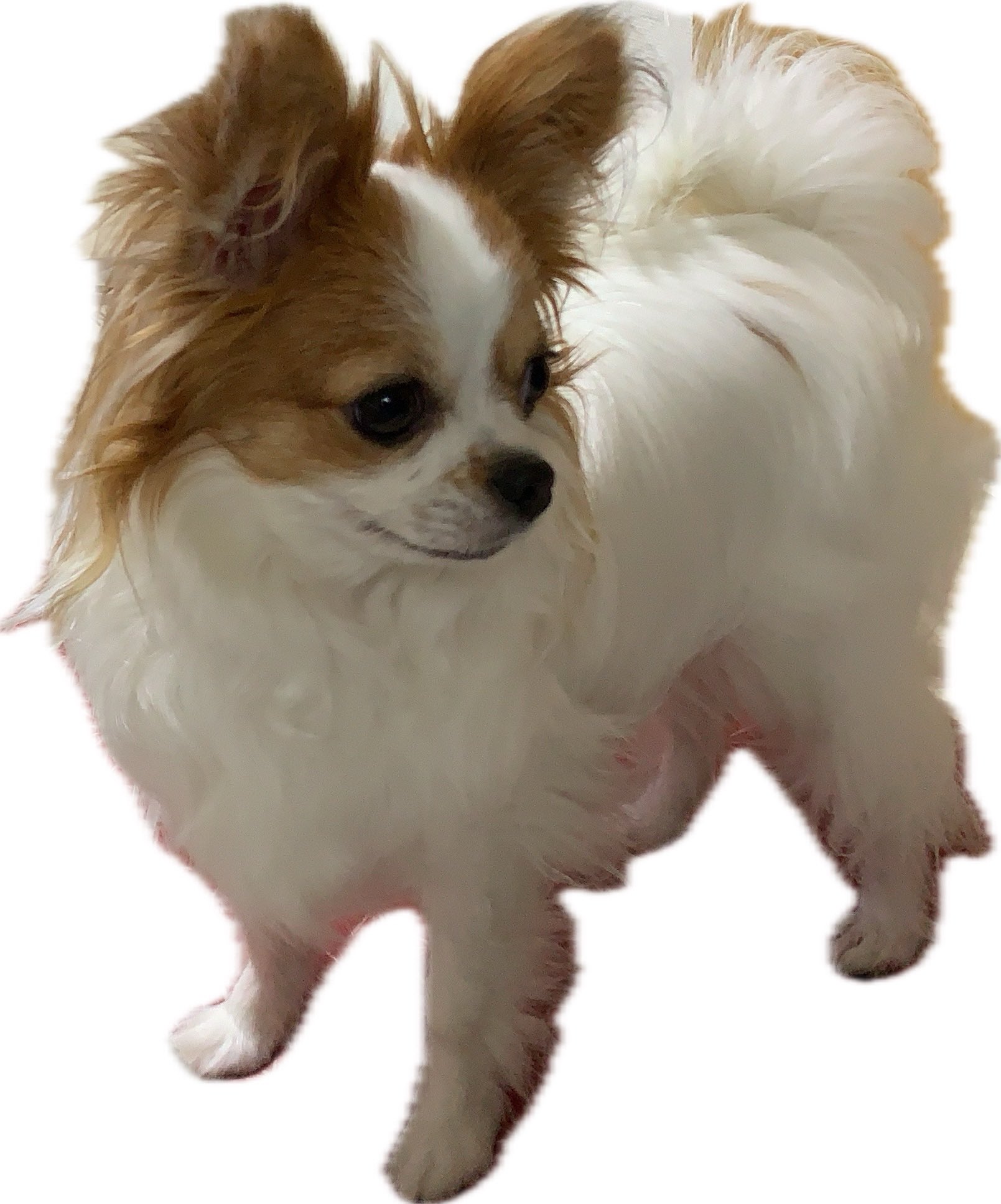 【A】犬　キャンバスF3号　BAEZ3 パピヨン パピヨン | GANREF