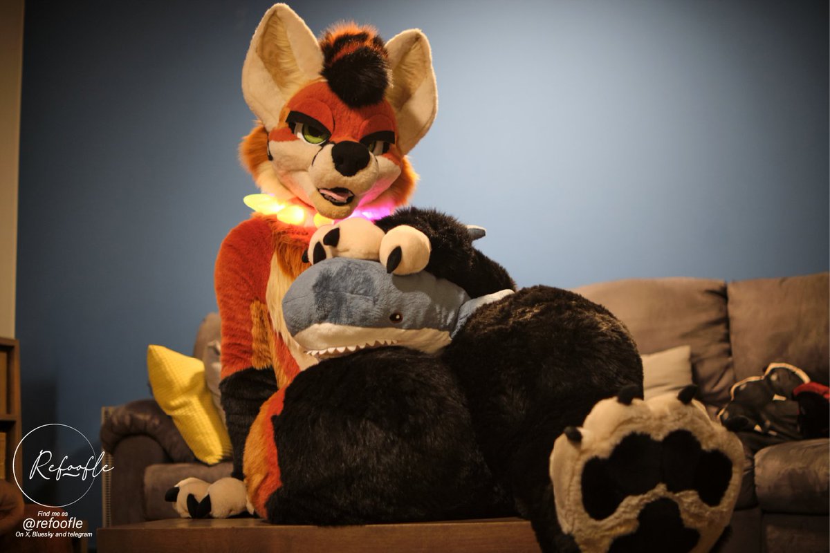 khito_fox's tweet image. You walk into your room and find me sitting like this. Wdyd?
📷: @Refoofle 
🦊: me :3