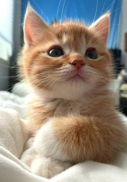 NeedCatInMyLife tweet picture