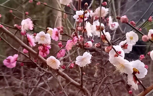 ebinenco's tweet image. わが家の梅の木が #源平咲き の様相です。
源平咲きとは1本の木に紅白の花が咲くこと。
源氏が白旗・平氏が赤旗を用いたことに由来。
昨春の梅の咲きはイマイチだったけれど、
今年はなかなか良いです。