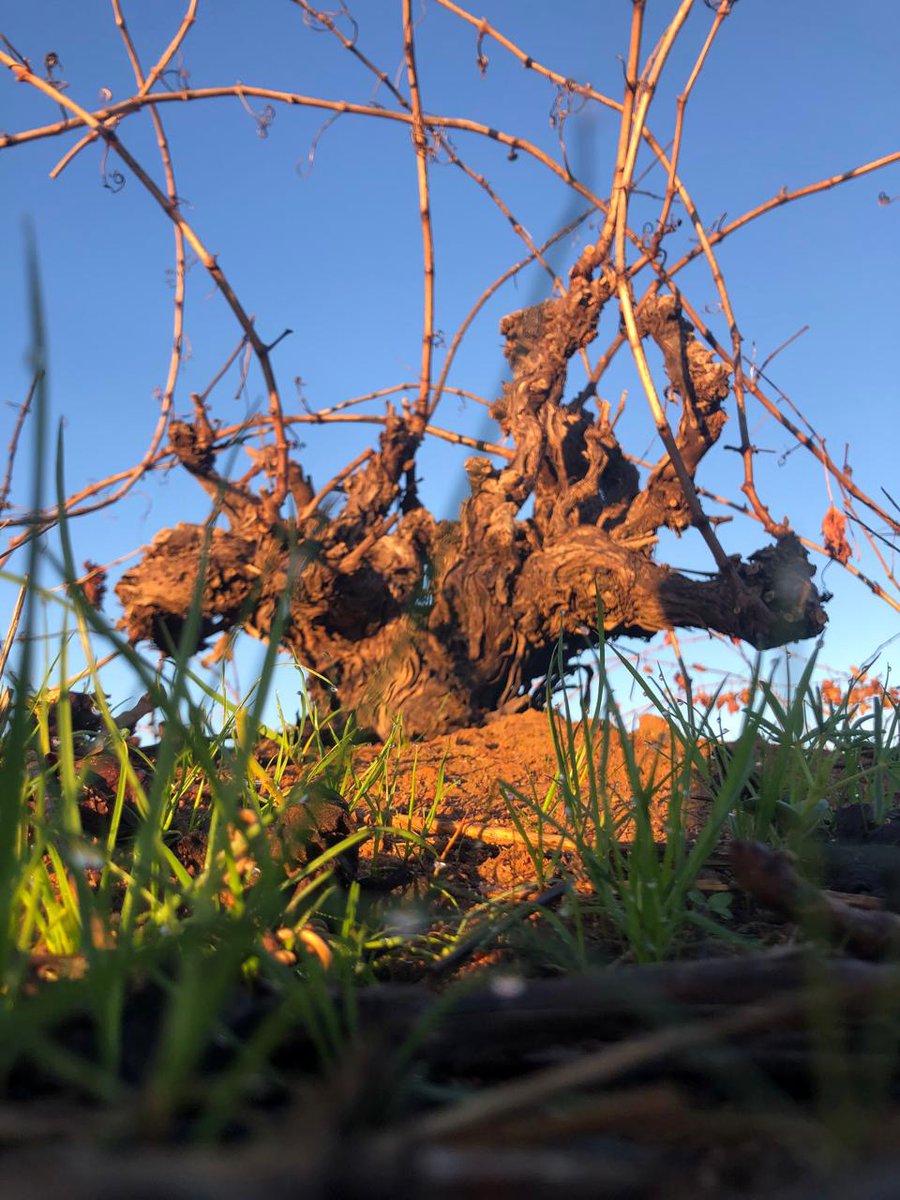 I 💛 Darling Newsletter - mailchi.mp/b5bf628c0bbf/i…

Click on Facebook Page Newsletter tab to subscribe to this weekly newsletter.

PHOTO:  @elsje_truter