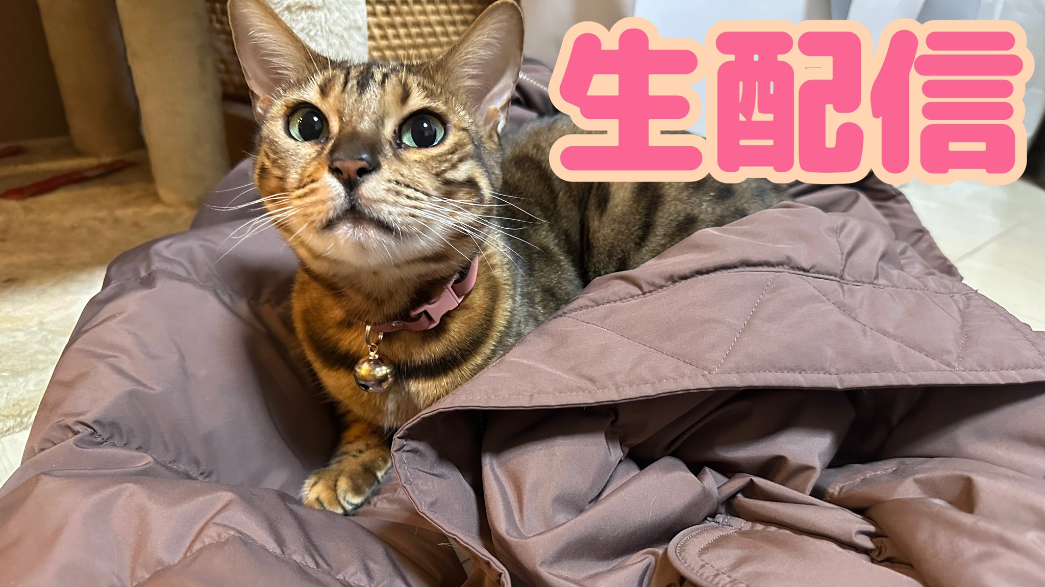 たま🐆🐈‍⬛にゃんたまHouse (@Tama27u0916) / X