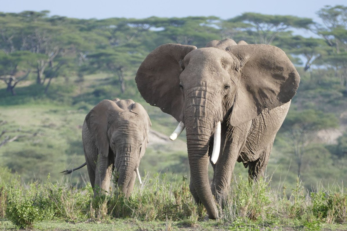 safariuk's tweet photo. Serengeti or Masai Mara? Where would a safari expert go? Take a look at Mary’s blog revealing all you need to know about this slice of classic Africa. 

https://t.co/cCFbyJxtk5 https://t.co/JXCRp9UPjG