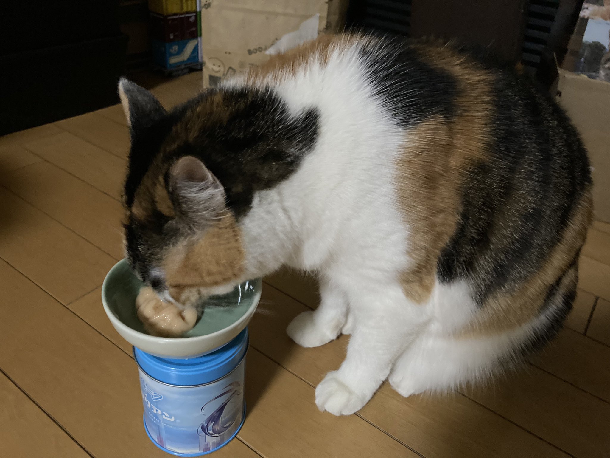 じゃむ猫 (@jamnekodd) / X