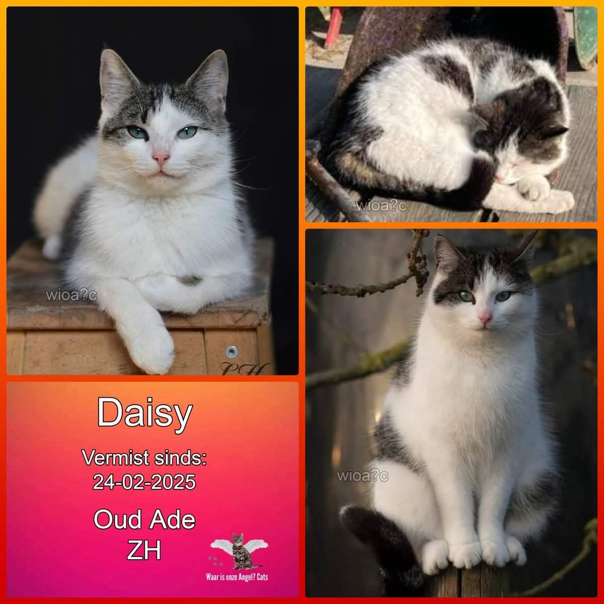 waarisonzeangel's tweet image. Daisy #Vermist sinds 24-02-2025 te #OudAde #ZuidHolland #Nederland 

facebook.com/photo/?fbid=93…
